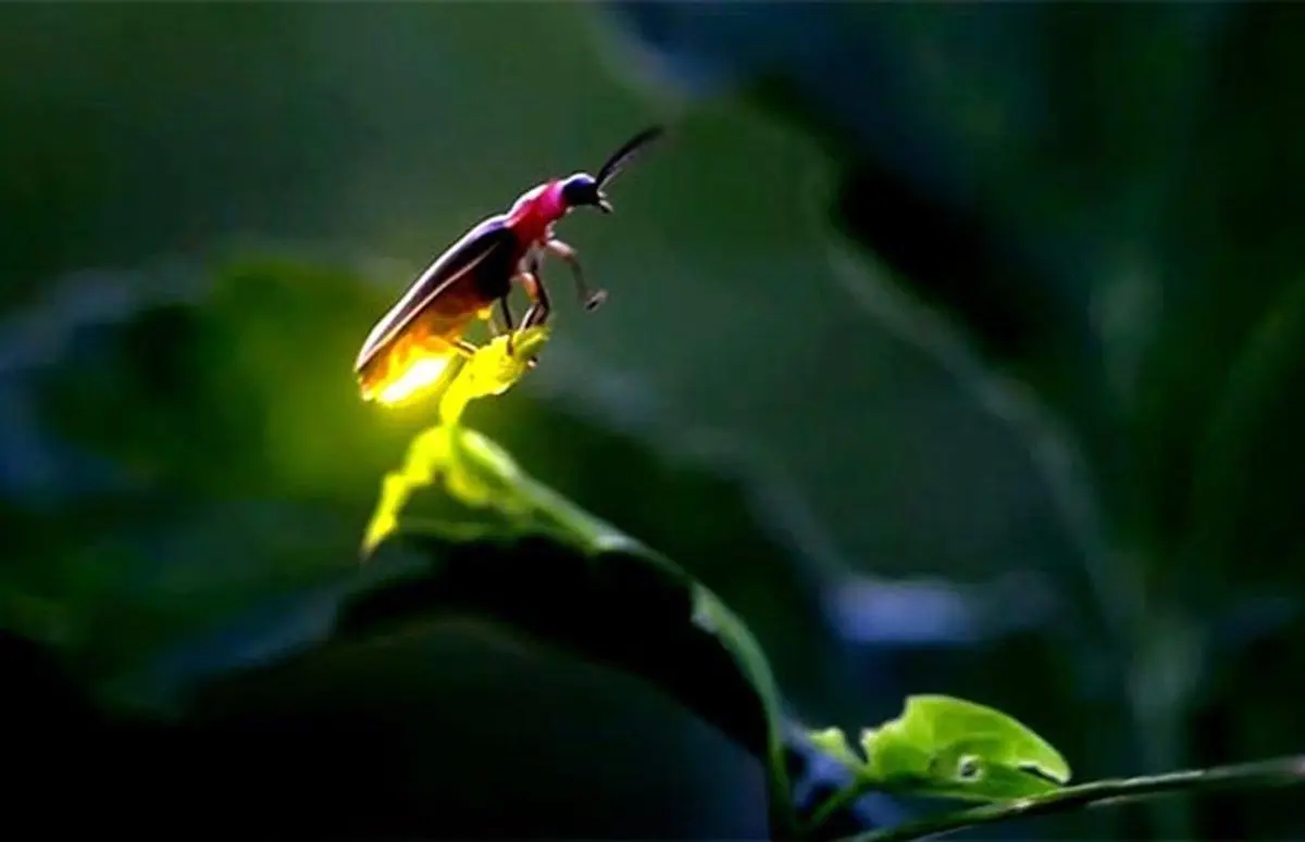 کرم شب تاب چگونه نور تولید می کند؟