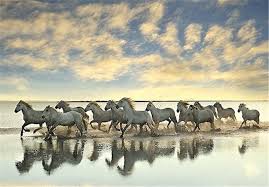 گله اسب‌های وحشی ...