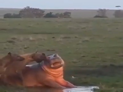 کفتارهای بدجنس، به اسب آبی جوان اجازه استراحت ندادن