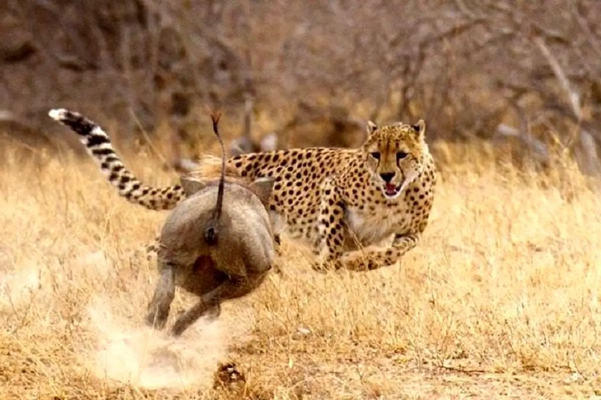 یوزپلنگ به وضوح انتظار نداشت!