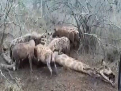 کفتارها زرافه می خورند !