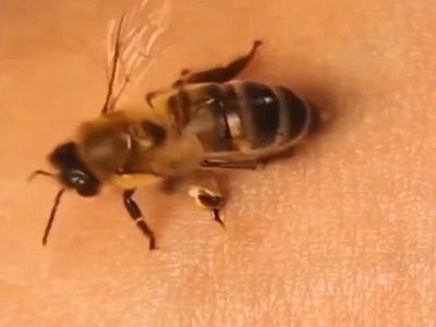 نمای نزدیک از نحوه عملکرد نیش زنبور عسل