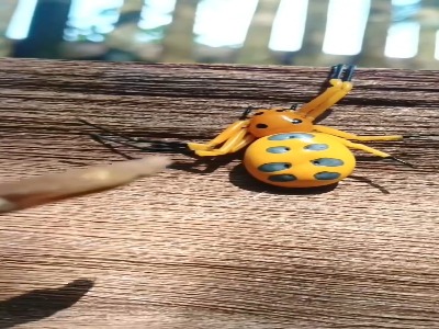 عنکبوت هشت نقطه ای شگفت انگیز