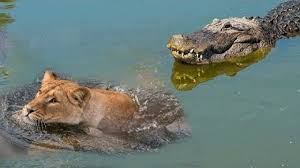 سلطان جنگل طعمه خوشمزه برای تمساح خشمگین