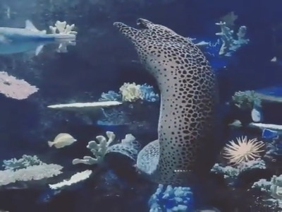 مارماهی موری