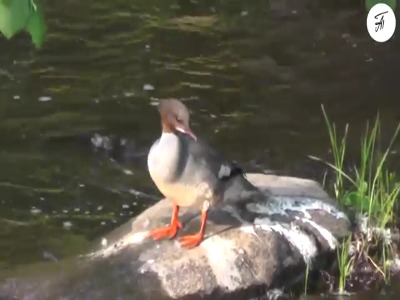 خرده های مرگوس اردک هایی با منقار دراز باریک