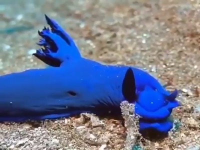 تاحالا حلزون دریایی دیدی؟