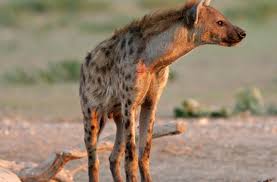 کفتار، یکی از زیباترین گوشتخوارهای ایران