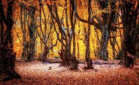 نقاشی طبیعت رنگارنگ پاییزی