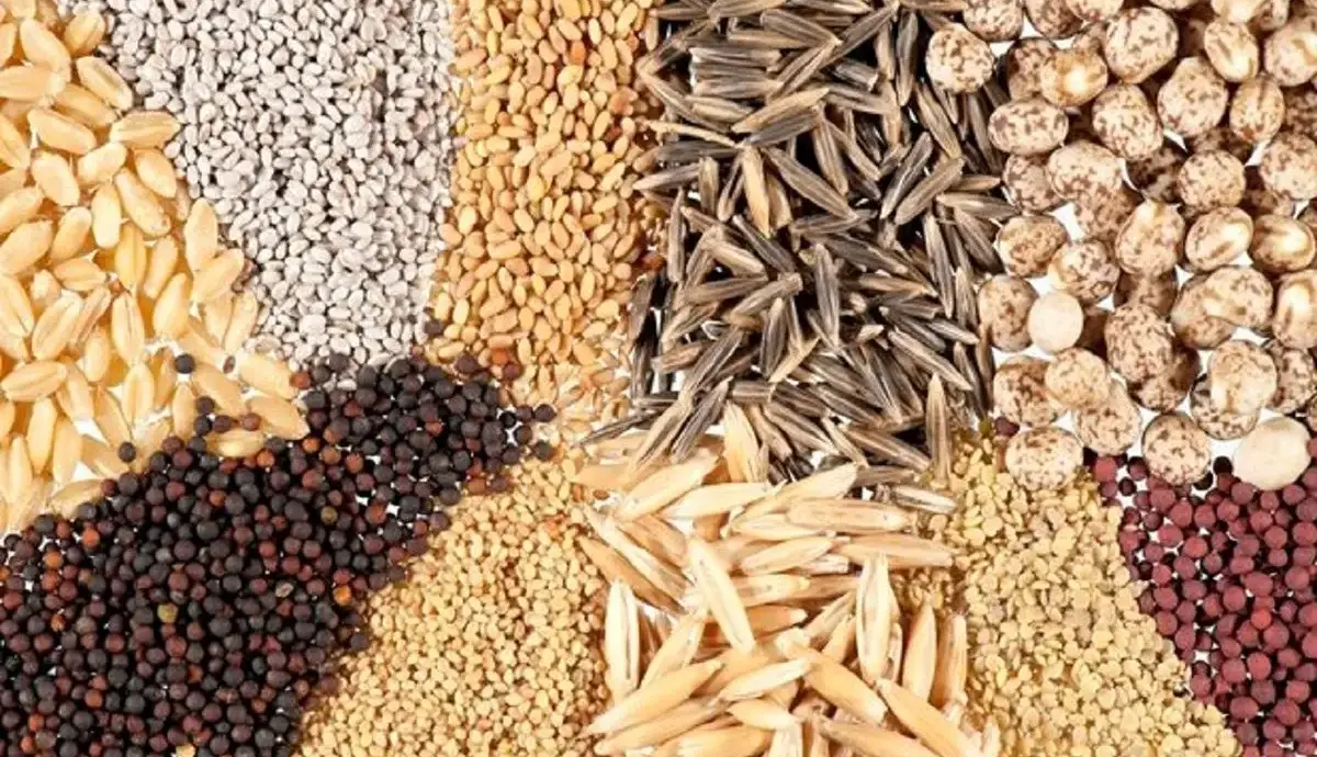 پشت پرده کمبود نهاده‌های دامی