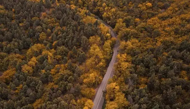 نمای هوائی از جنگل دو هزار