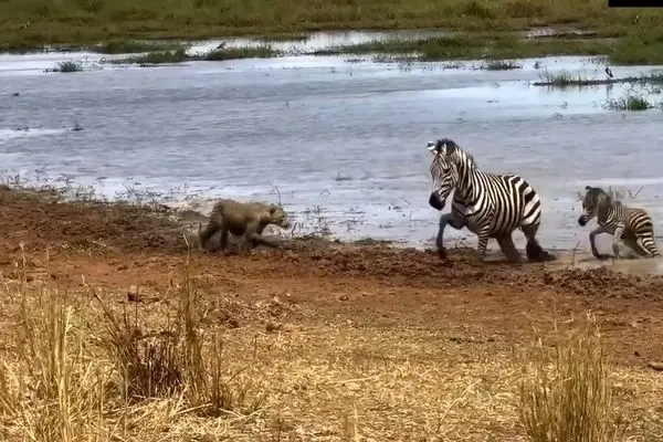 گورخر شجاع بچه‌اش را از حملات پلنگ نجات داد!