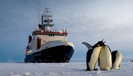 توقف کشتی در قطب برای عبور امن پنگوئن‌ها