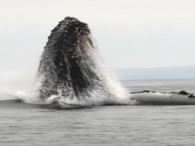 تصاویر خیره کننده از یک نهنگ گوژپشت