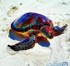 ۱۰ گونه از زیباترین لاک‌پشت های جهان