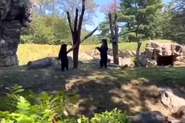 لحظه‌ای دیدنی از الاکلنگ‌ بازی دو خرس