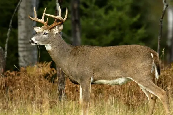 نجات دشوار گوزن گیر کرده روی نرده‌های سر نیزه‌ای