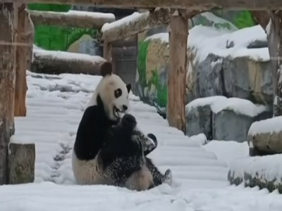 شادی پاندای معروف روسی از بارش برف در مسکو