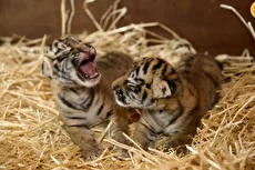 تولد دو توله ببر آمور در باغ وحش مسکو