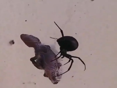 شکار مارمولک توسط عنکبوت