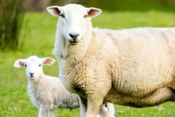 محافظت گوسفند از بره تازه‌متولدشده در برابر سگ