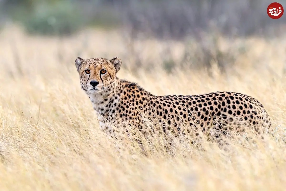 مشاهده ۶ یوزپلنگ آسیایی در پناهگاه حیات‌وحش میاندشت