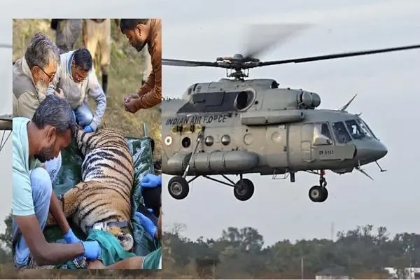 جابجایی یک ببر ماده با هلیکوپتر برای نخستین بار در هند