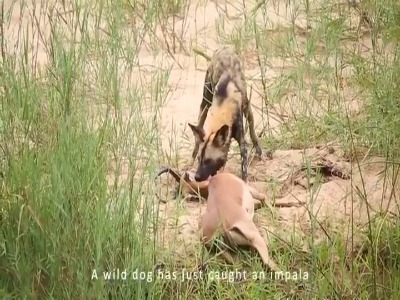 شکار غزال بیچاره توسط سگ‌های وحشی