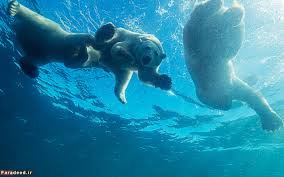 خرسی که بخاطر شنای زیاد انرژیشو از دست داده !