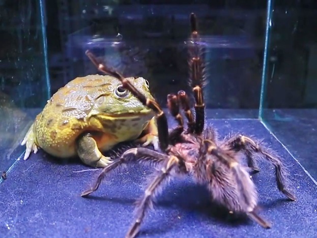 این رابطه نمونه‌ای واقعی از  همزیستی مسالمت‌آمیز  در طبیعته