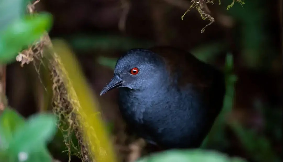 رستاخیز طبیعت: پرندگان گمشده پس از ۲۰۰ سال به گالاپاگوس بازگشته‌اند