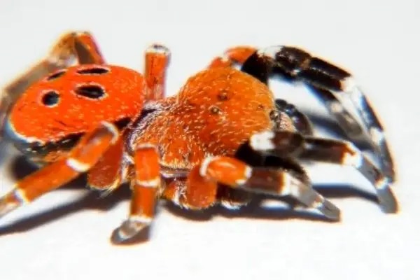 کشف عنکبوت عجیبی که مثل یاقوت می‌درخشد!