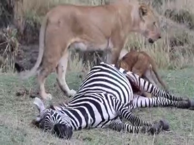 شیر و توله‌هایش گورخر بیچاره را دریدند!