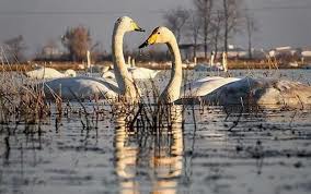 تالاب قوهای مهاجر سرخ‌رود مازندران