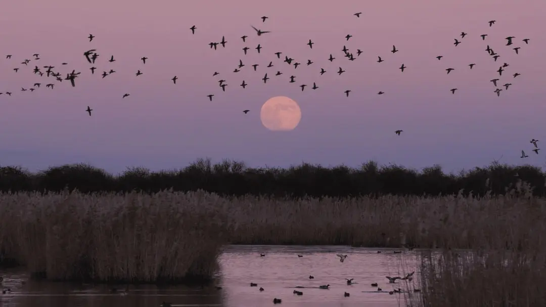 ایران پرسمان