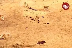 فرار برق آسای گراز وحشی از دست هفت شیر گرسنه