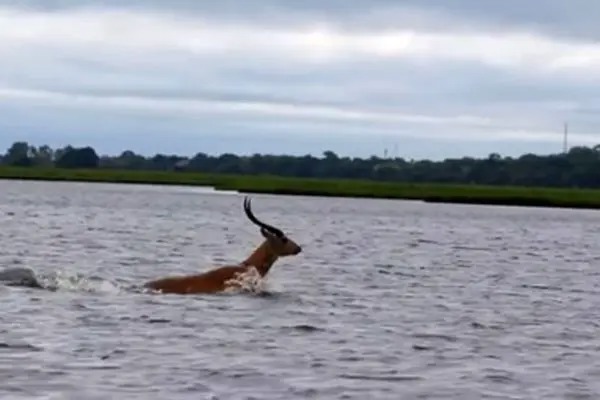 فرار تماشایی ایمپالا از دست کروکودیل گرسنه در رودخانه