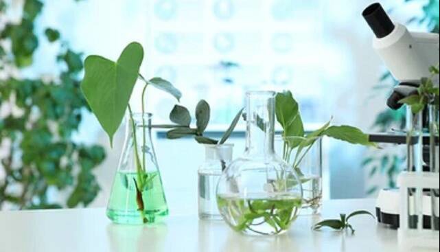 تدوین «نقشه راه جامع مشترک غذا و گیاهان دارویی» در دستور کار دو ستاد معاونت علمی