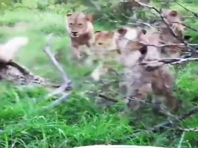 پلنگ بیچاره گرفتار یه گله شیر شده!