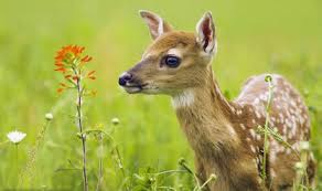 گوزن های زیبای خالدار در حال آب خوردن