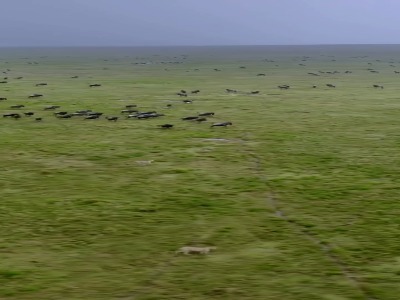 تصاویر هوایی از تعقیب نفس‌گیر گوزن یالدار توسط یوزپلنگ