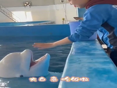 دلفین یکی از با محبت ترین و باهوش ترین حیووناس