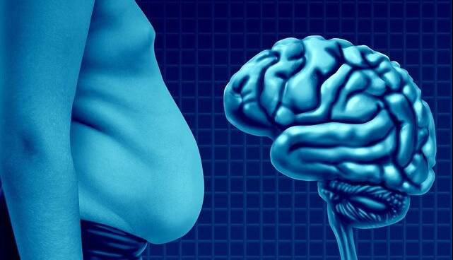 چربی می‌تواند مغز را کوچک کند