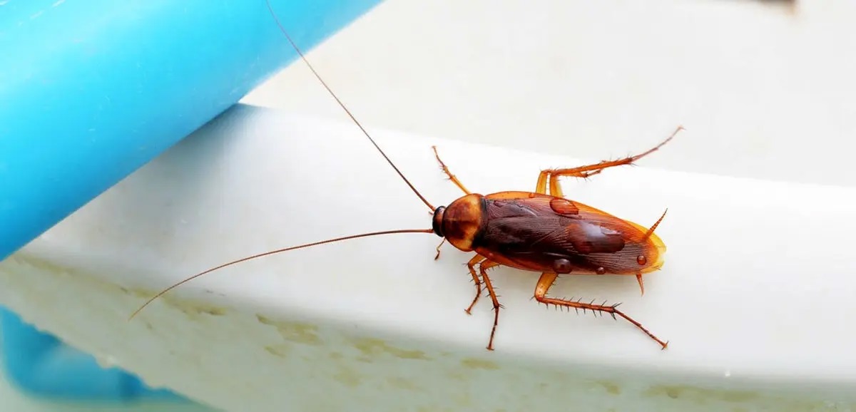 سوسک چطور بدون سر زنده می‌ماند؟