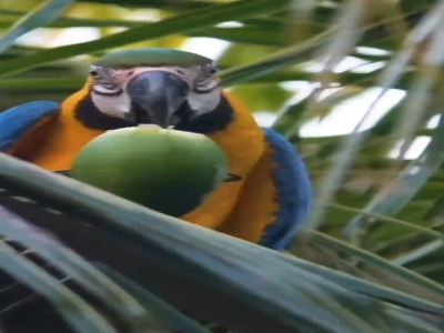 طوطی‌های وحشی عاشق نوشیدن نارگیل‌