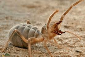 شترزنک‌، هیولایی بدون زهر