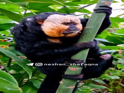 میمون عجیب شبیه ارواح