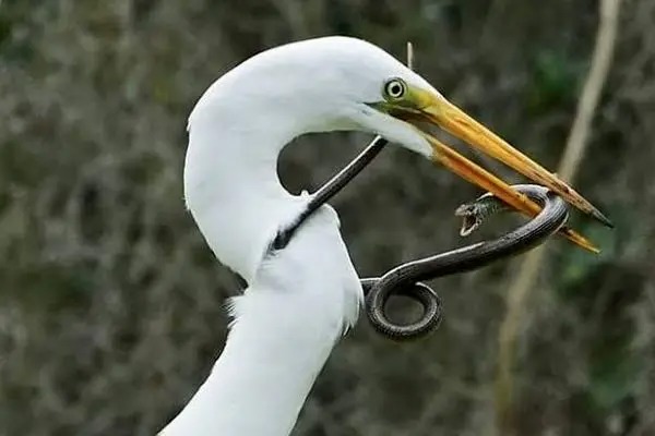 لحظه‌ای که مار ترس واقعی مرگ را به جان حواصیل انداخت!