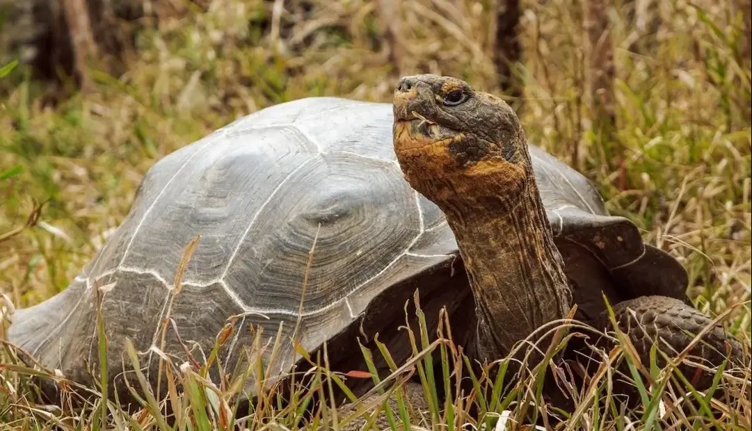 لاک‌پشت غول‌پیکر فلوریانا پس از ۲۰۰ سال به زیستگاه اصلی خود بازگشت