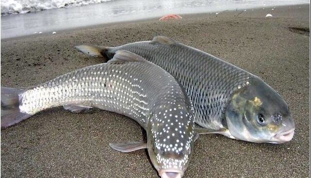 استفاده از فناوری توالی‌یابی در پیش‌بینی ژن‌های ماهی سفید